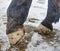 Blacksmith cut of long spiky ends of steel nail in horse hoof