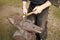 Blacksmith forges horseshoe with hammer on anvil. Ancient craft. Village craft. Blacksmith working metal. Tools for