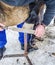 Blacksmith hands fits horse shoe to horse hoof