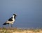 Blacksmith Lapwing