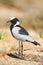 Blacksmith Lapwing