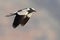 Blacksmith Lapwing