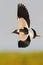 Blacksmith Lapwing