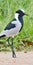 Blacksmith lapwing bird