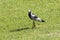 Blacksmith Lapwing, or Blacksmith Plover, Vanellus armatus, Breede River, Western Cape, South Africa