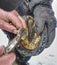 Blacksmith nails new horse shoe onto hoof