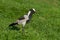 Blacksmith Plover