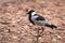 Blacksmith plover