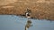 Blacksmith plovers by a pond