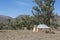 Blacksmith`s Cottage: Old Wilpena Station, Ikara-Flinders Ranges, South Australia