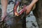 BLACKSMITH SHODING A HORSE, BRANDING A RED HOT IRON ONTO THE HOOF