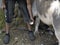 Blacksmith shoeing a donkey and cleaning hoof