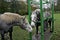 Blacksmith Shoeing Draft horse