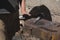 Blacksmith working in the forge with incandescent metal to create chisels by striking the metal into the tool.