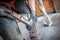 Blacksmith works on a horse hoof