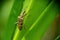 Blackspotted longhorn beetle aka Rhagium mordax on leaf.