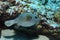 Blackspotted pufferfish underwater