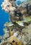 Blackspotted sweetlips on a tropical coral reef.