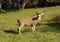 Blacktail buck watching