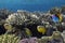 Blacktail Butterflyfish (Chaetodon austriacus
