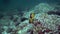 Blacktail butterflyfish Chaetodon austriacus in Fujairah UAE Oman gulf