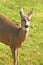 Blacktail Deer