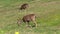 Blacktail Deer Does Grazing