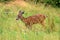 Blacktail Deer Foraging in Grasslands