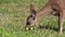 Blacktail Deer Grazing