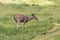 Blacktail Deer Grazing