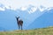 A blacktail deer in Hurricane Ridge in Olympic National Park, US