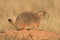 Blacktail Prairie Dog