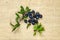 Blackthorn berries with green leaves