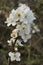 Blackthorn blossom