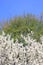 Blackthorn blossom against a blue sky