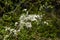 Blackthorn blossom Prunus spinosa