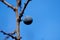 Blackthorn branch against the azure sky