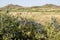 Blackthorn bush with Berries. Beautiful landscape in the mountains