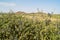 Blackthorn bush with Berries. Beautiful landscape in the mountains