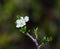 Blackthorn bush in bloom. Sintra, Portugal.