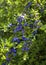 Blackthorn bush with fruits