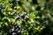 A Blackthorn Bush with Sloe Berries