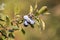 Blackthorn detail, fruit plant