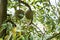 Blackthorn durian tree