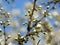 Blackthorn Prunus spinosa branches with budding flowers in spring. Blurred and blue sky background.