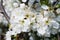 Blackthorn prunus spinosa sloe plant shrub white flower bloom blossom detail spring wild fruit