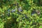 Blackthorn or sloe berries and branches background