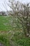 Blackthorn or Sloe, Prunus spinosa in Blossom in April, Norfolk, England, UK.
