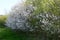 Blackthorn Sloe - Prunus spinosa in blossom in April, Norfolk, England, UK.