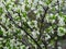 A blackthorn tree (Prunus spinosa) blooming in nature